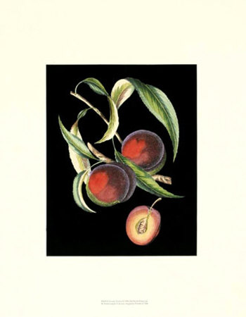 D'Avoine Plums I Print D'Avoine Plums I Print
