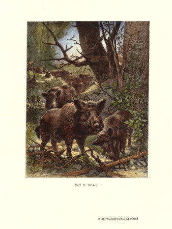 Wild Boar Print Wild Boar Print