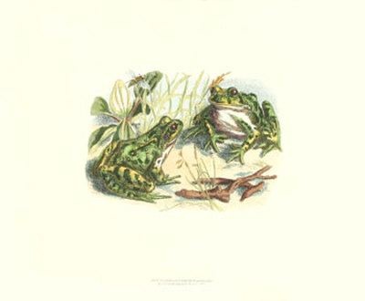 Pair of Frogs II Print Pair of Frogs II Print