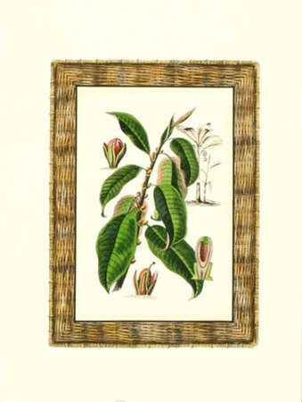 Tropical Fruit I Print Tropical Fruit I Print