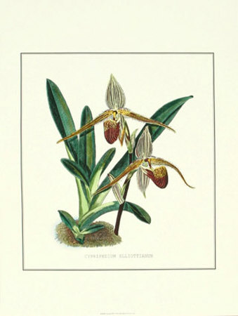 Orchid III Print Orchid III Print