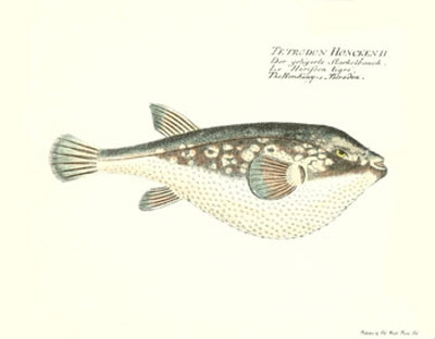 The Honkeny Print The Honkeny Print