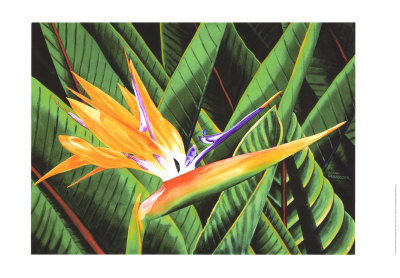 Bird of Paradise Print Bird of Paradise Print