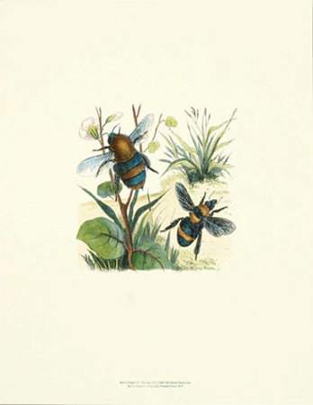 Flight of the Bee II Print Flight of the Bee II Print