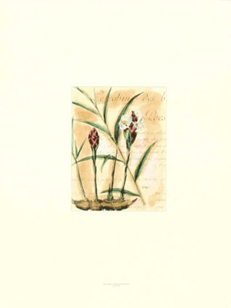 Ginger Print Ginger Print