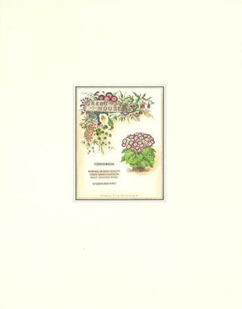 Vick's Cineraria Print Vick's Cineraria Print