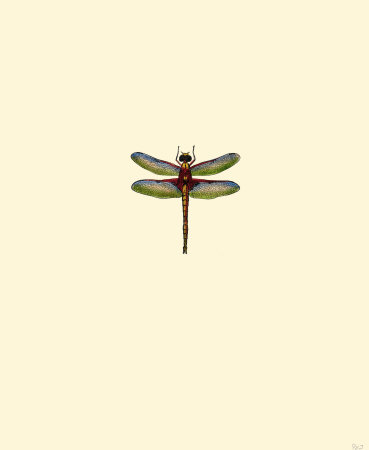 Dragonfly IV Print Dragonfly IV Print