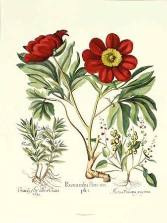 Besler Peonie IV Print Besler Peonie IV Print