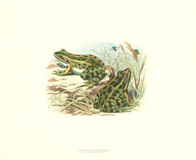 Pair of Frogs I Print Pair of Frogs I Print