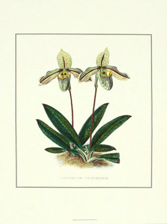 Orchid II Print Orchid II Print
