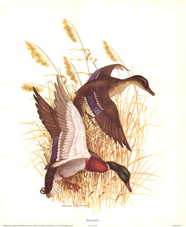 American Pintail Print American Pintail Print