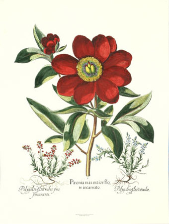 Besler Peonie I Print Besler Peonie I Print