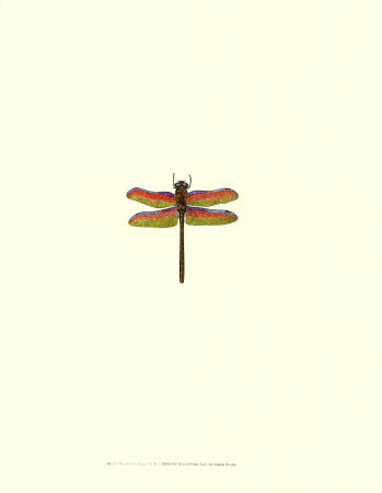 Dragonfly III Print Dragonfly III Print