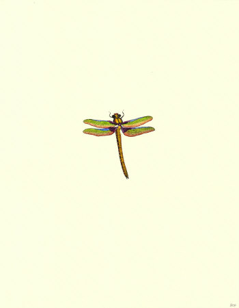 Dragonfly I Print Dragonfly I Print