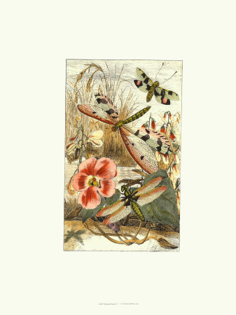 Dancing Dragonfly I Print Dancing Dragonfly I Print