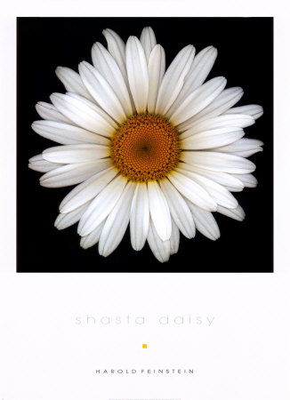 Shasta+daisies+pictures