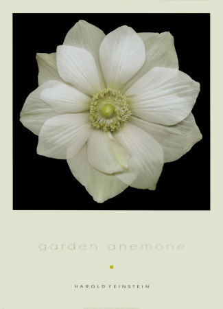 Garden Anemone Print Garden Anemone Print