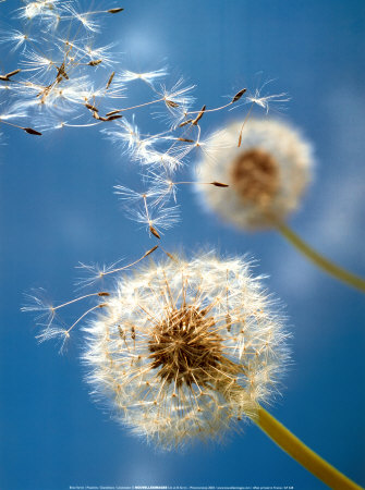 Dandelions Print Dandelions Print