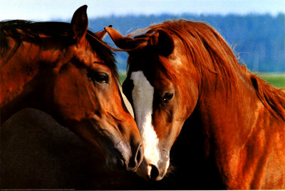 Tenderness Poster Tenderness Poster