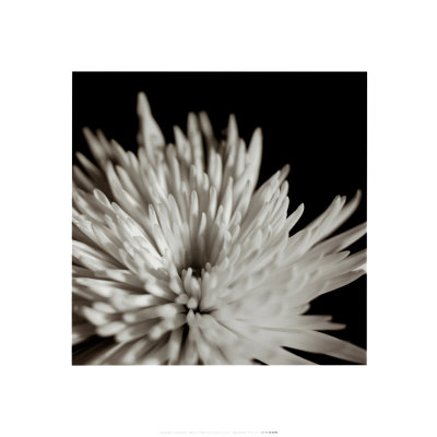 Chrysanthemum Print Chrysanthemum Print