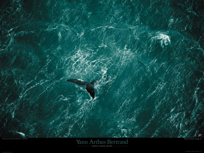 Baleine Print Baleine Print