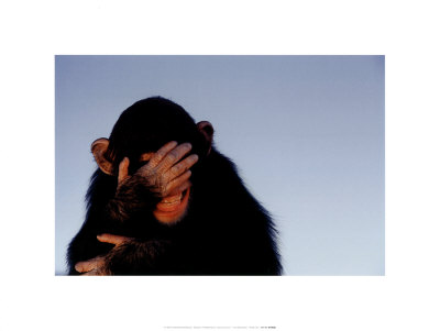 Embarrassed Chimpanzee Print Embarrassed Chimpanzee Print