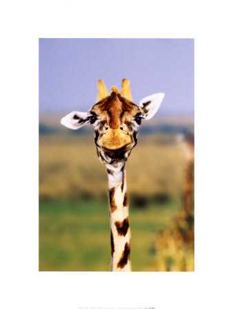 Giraffe Print Giraffe Print