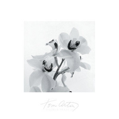 Orchid Spray II Print Orchid Spray II Print