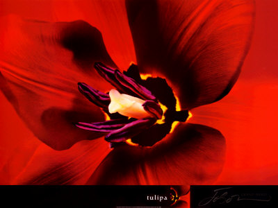 Tulipa Print Tulipa Print