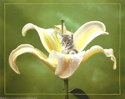 Kitten Poster Kitten Poster