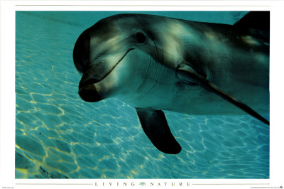 Dolphin Poster Dolphin Poster
