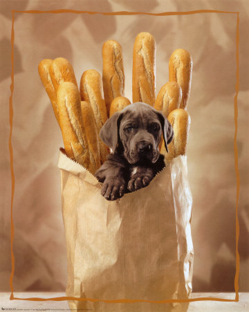 Puppy Poster Puppy Poster