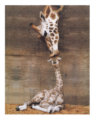 Giraffe, First Kiss Print Giraffe, First Kiss Print