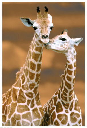 Giraffe First Love Giclee Print Giraffe First Love Giclee Print