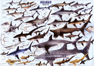 Sharks Poster Sharks Poster