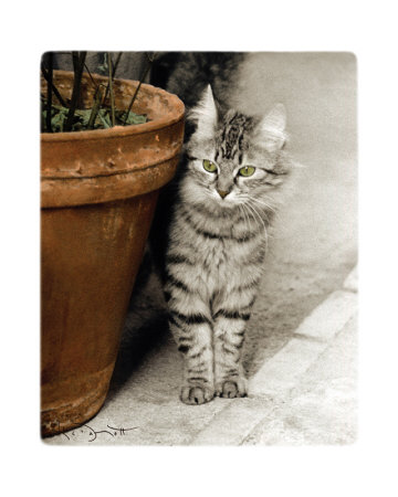 Minou Print Minou Print