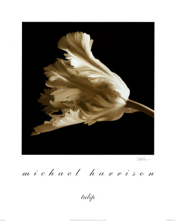 Tulip Print Tulip Print