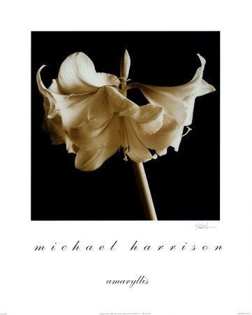 Amaryllis Print Amaryllis Print