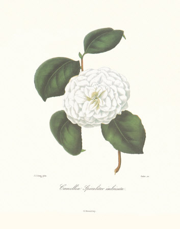 Camellia Spiraliter Imbricata Print Camellia Spiraliter Imbricata Print