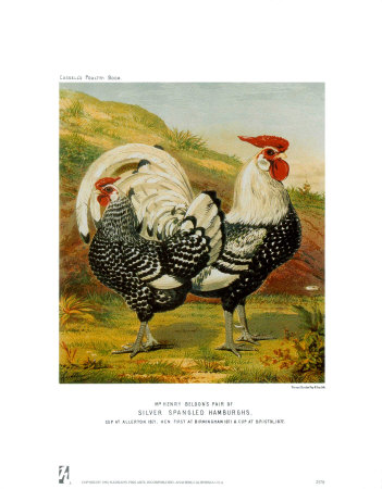 Silver Spangled Hamburghs Print Silver Spangled Hamburghs Print