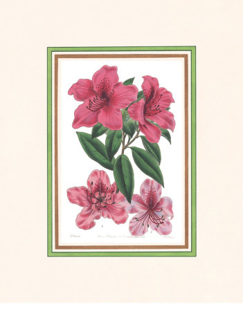Azalea I Print Azalea I Print