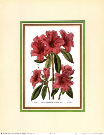 Azalea II Print Azalea II Print