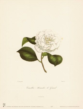 Camellia Alexandre-Le-Grand Print Camellia Alexandre-Le-Grand Print