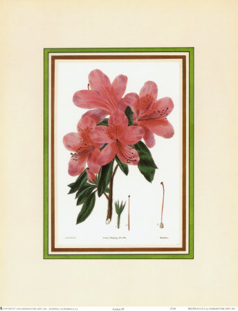 Azalea III Print Azalea III Print