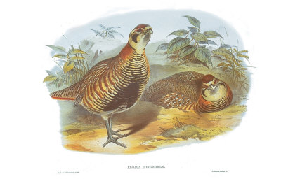 Perdix Hodgsoniae Print Perdix Hodgsoniae Print