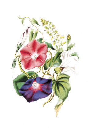 Flowers Print Flowers Print