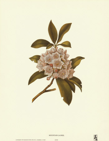 Mountain Laurel Print Mountain Laurel Print