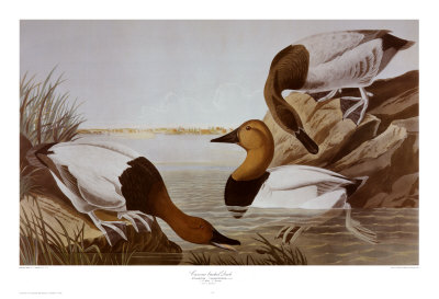 Canvasback Duck Print Canvasback Duck Print
