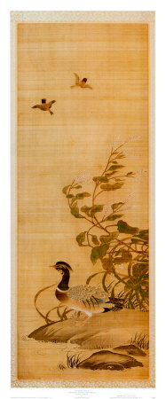 Mandarin Duck Print Mandarin Duck Print