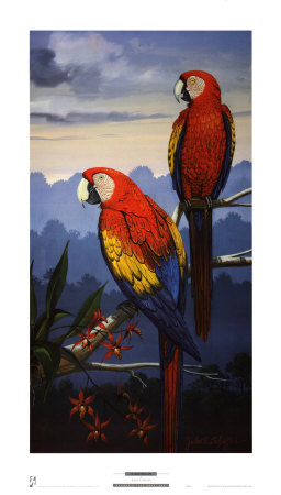 Scarlet Macaw Print Scarlet Macaw Print